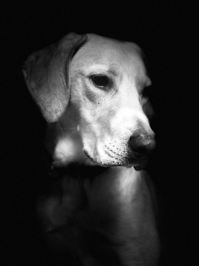 Hey Pandas, Share The Prettiest Photo Of Your Pet (Closed) Hey Pandas, Share The Prettiest Photo Of Your Pet (Closed)