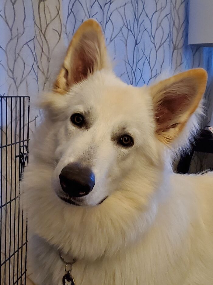 Hey Pandas, Share The Prettiest Photo Of Your Pet (Closed) Hey Pandas, Share The Prettiest Photo Of Your Pet (Closed)