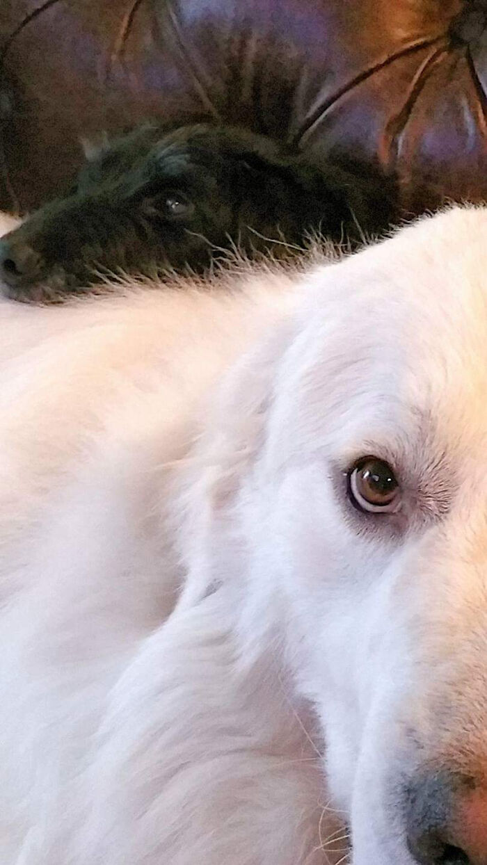 Hey Pandas, Share The Prettiest Photo Of Your Pet (Closed) Hey Pandas, Share The Prettiest Photo Of Your Pet (Closed)