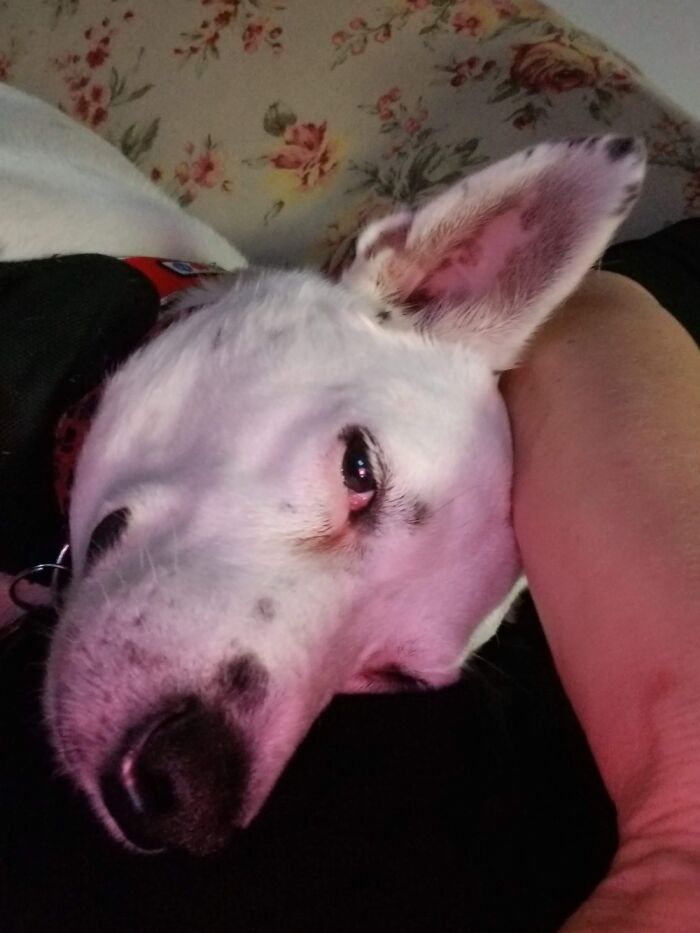 Hey Pandas, Share The Prettiest Photo Of Your Pet (Closed) Hey Pandas, Share The Prettiest Photo Of Your Pet (Closed)