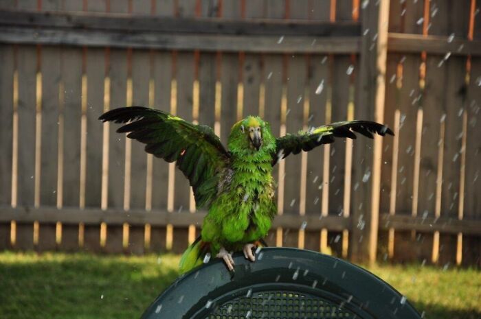 Hey Pandas, Share The Prettiest Photo Of Your Pet (Closed) Hey Pandas, Share The Prettiest Photo Of Your Pet (Closed)