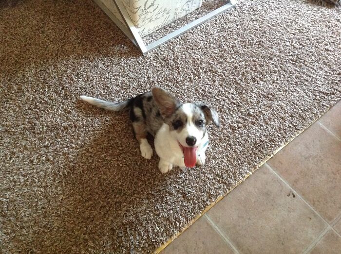 Hey Pandas, Share The Prettiest Photo Of Your Pet (Closed) Hey Pandas, Share The Prettiest Photo Of Your Pet (Closed)