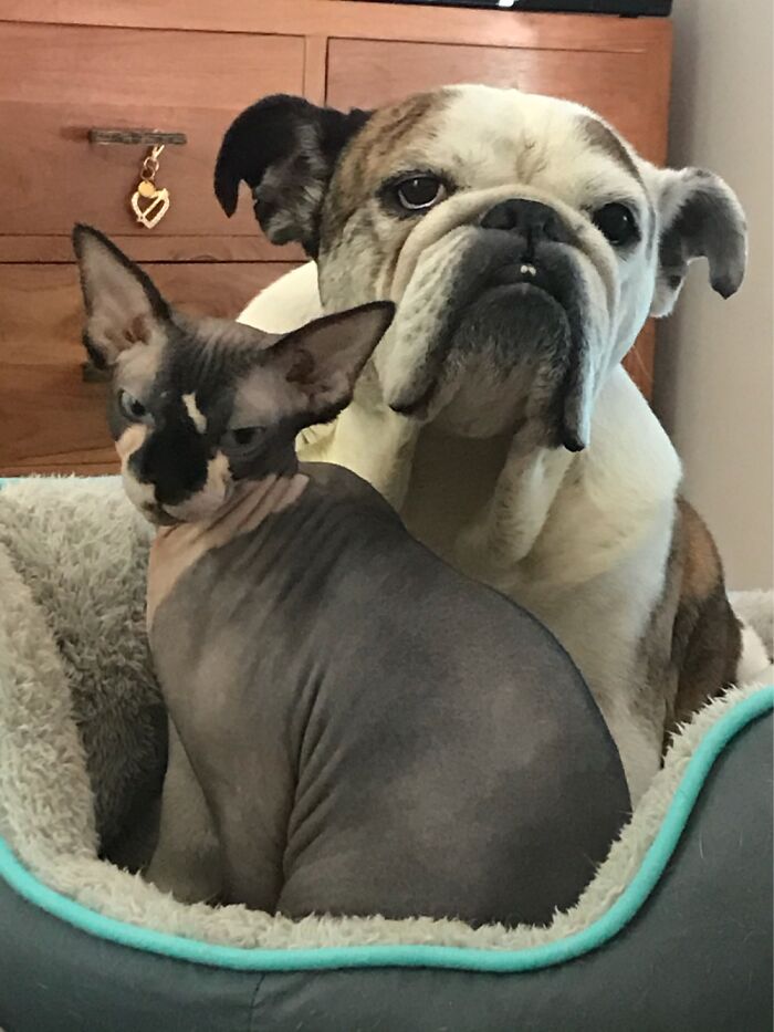 Hey Pandas, Share The Prettiest Photo Of Your Pet (Closed) Hey Pandas, Share The Prettiest Photo Of Your Pet (Closed)