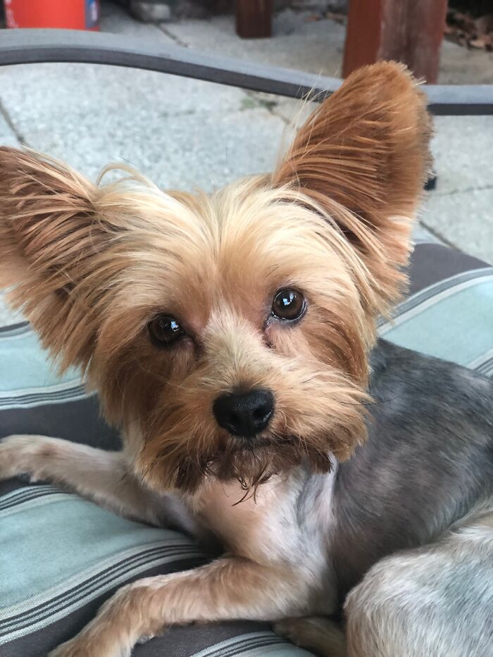 Hey Pandas, Share The Prettiest Photo Of Your Pet (Closed) Hey Pandas, Share The Prettiest Photo Of Your Pet (Closed)