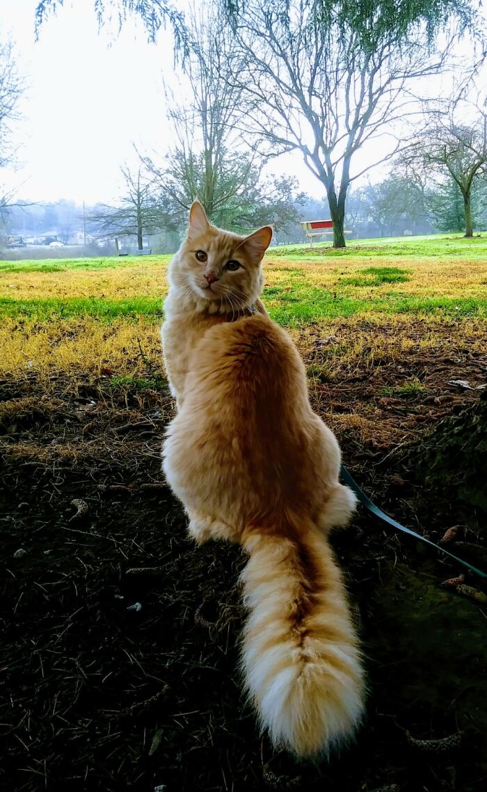 Hey Pandas, Share The Prettiest Photo Of Your Pet (Closed) Hey Pandas, Share The Prettiest Photo Of Your Pet (Closed)