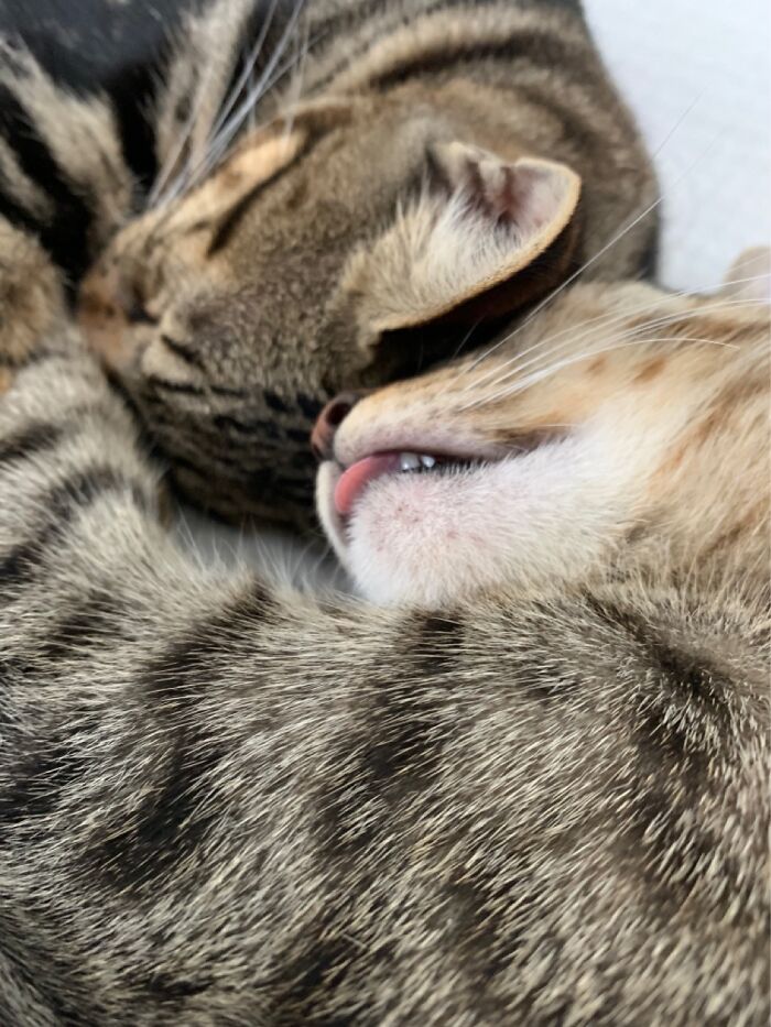 Hey Pandas, Share The Prettiest Photo Of Your Pet (Closed) Hey Pandas, Share The Prettiest Photo Of Your Pet (Closed)