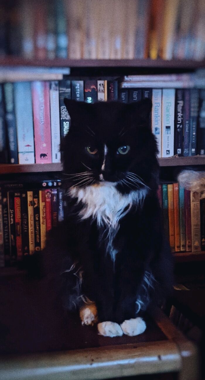 Hey Pandas, Share The Prettiest Photo Of Your Pet (Closed) Hey Pandas, Share The Prettiest Photo Of Your Pet (Closed)