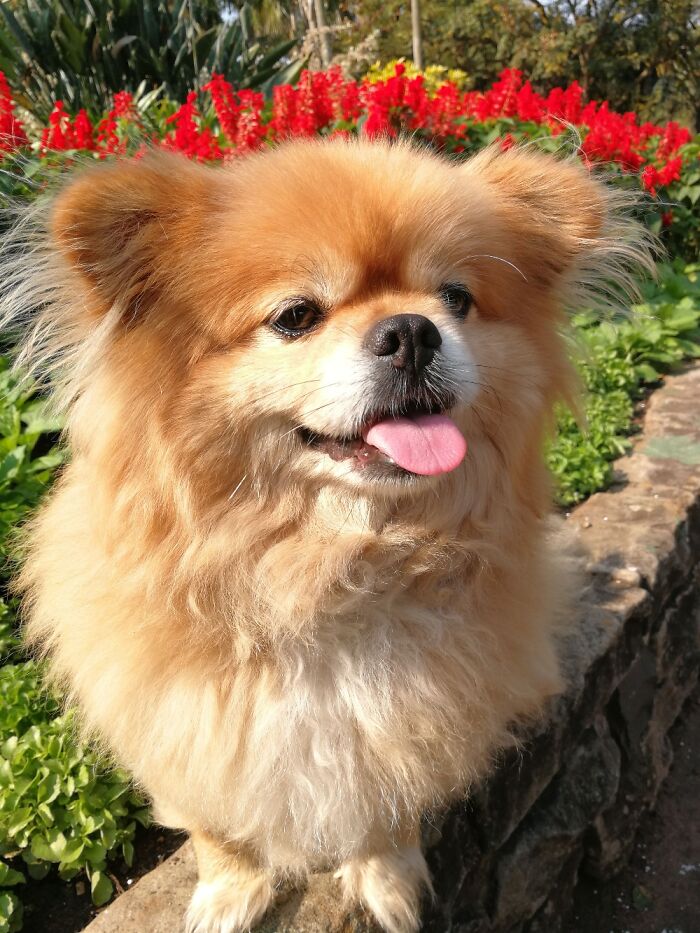 Hey Pandas, Share The Prettiest Photo Of Your Pet (Closed) Hey Pandas, Share The Prettiest Photo Of Your Pet (Closed)