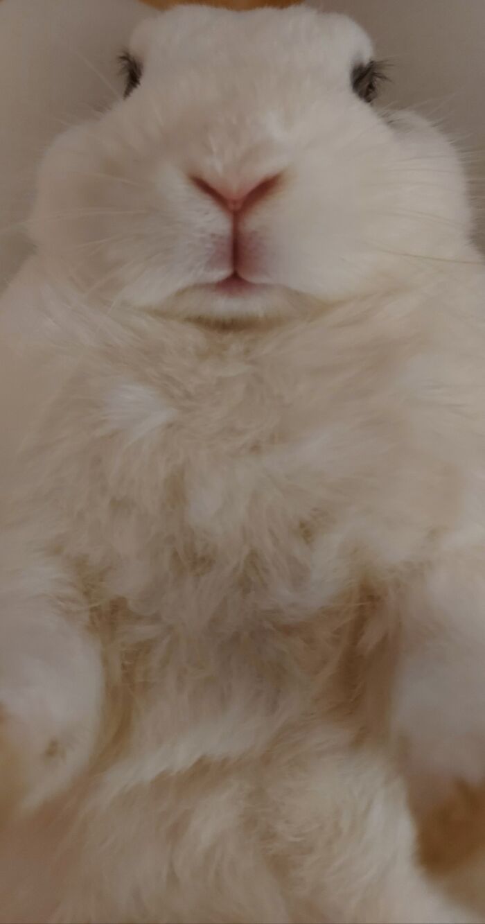 Hey Pandas, Share The Prettiest Photo Of Your Pet (Closed) Hey Pandas, Share The Prettiest Photo Of Your Pet (Closed)