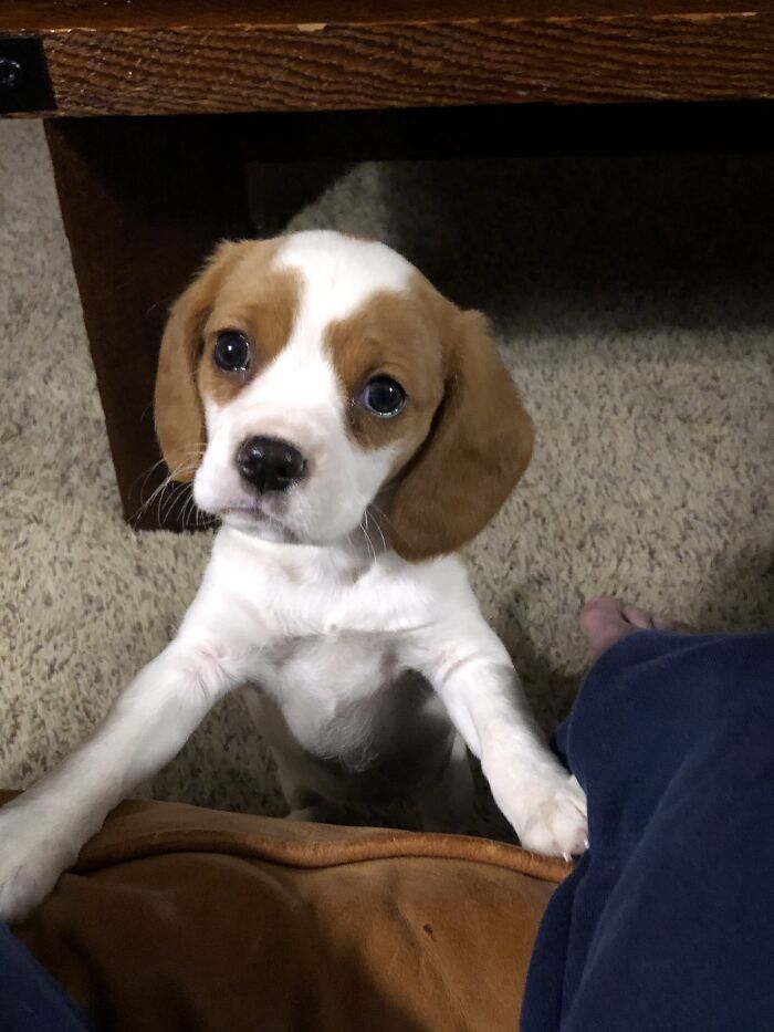 Hey Pandas, Share The Prettiest Photo Of Your Pet (Closed) Hey Pandas, Share The Prettiest Photo Of Your Pet (Closed)