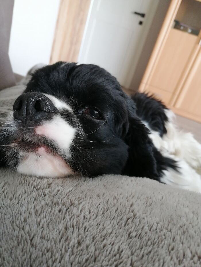 Hey Pandas, Share The Prettiest Photo Of Your Pet (Closed) Hey Pandas, Share The Prettiest Photo Of Your Pet (Closed)