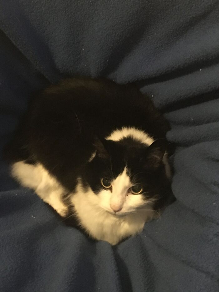 Hey Pandas, Share The Prettiest Photo Of Your Pet (Closed) Hey Pandas, Share The Prettiest Photo Of Your Pet (Closed)