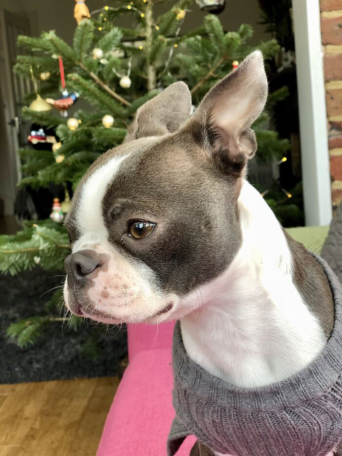 Hey Pandas, Share The Prettiest Photo Of Your Pet (Closed) Hey Pandas, Share The Prettiest Photo Of Your Pet (Closed)