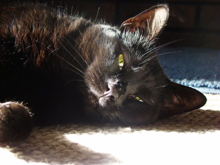 Hey Pandas, Share The Prettiest Photo Of Your Pet (Closed) Hey Pandas, Share The Prettiest Photo Of Your Pet (Closed)