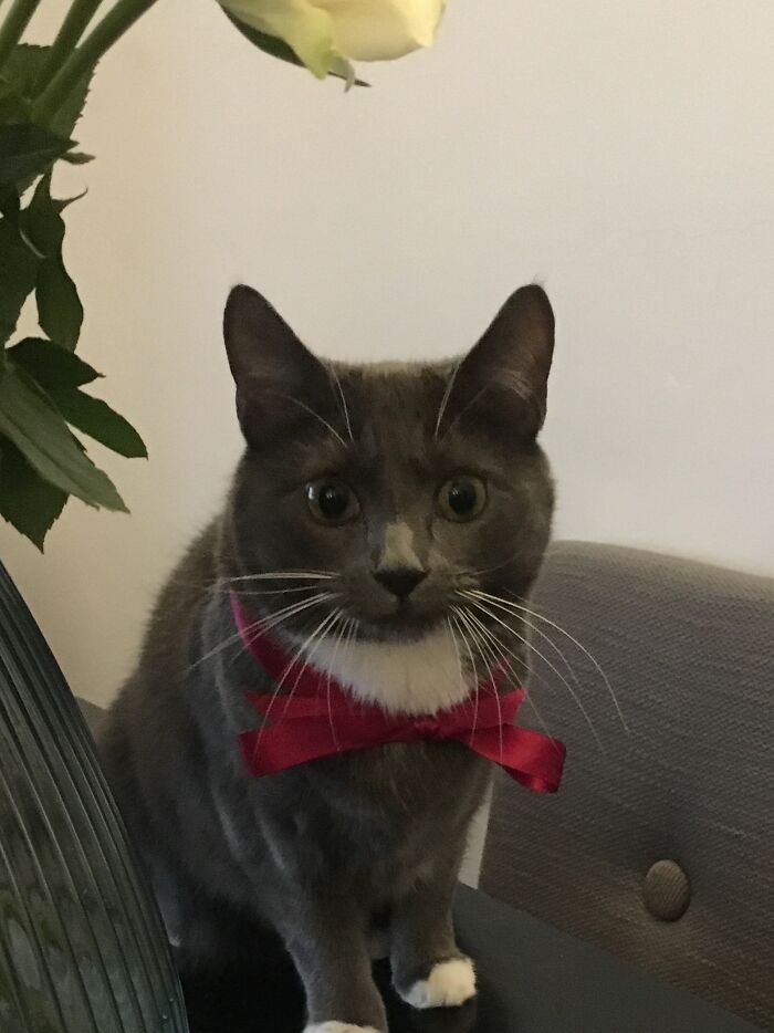 Hey Pandas, Share The Prettiest Photo Of Your Pet (Closed) Hey Pandas, Share The Prettiest Photo Of Your Pet (Closed)