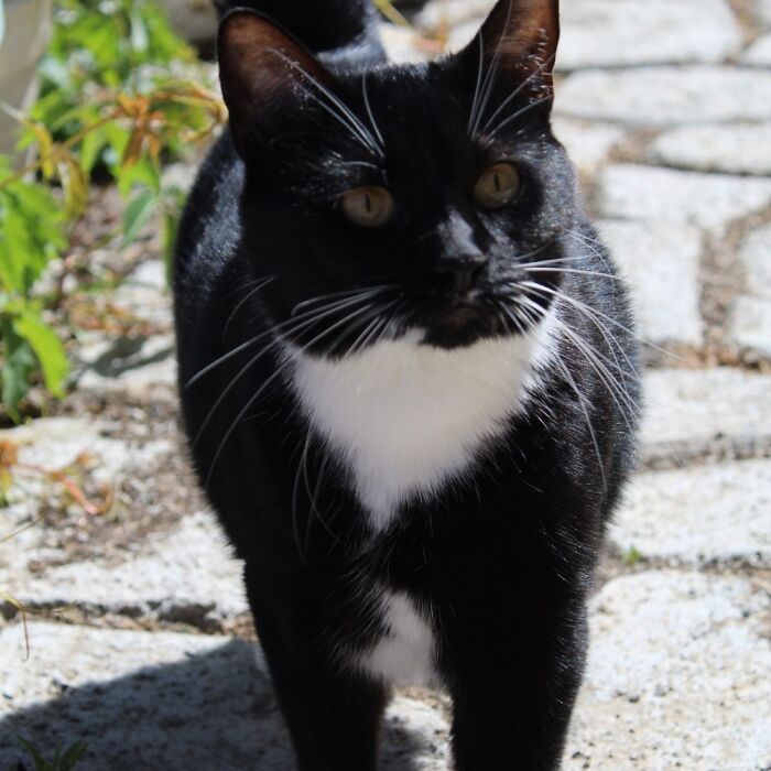 Hey Pandas, Share The Prettiest Photo Of Your Pet (Closed) Hey Pandas, Share The Prettiest Photo Of Your Pet (Closed)