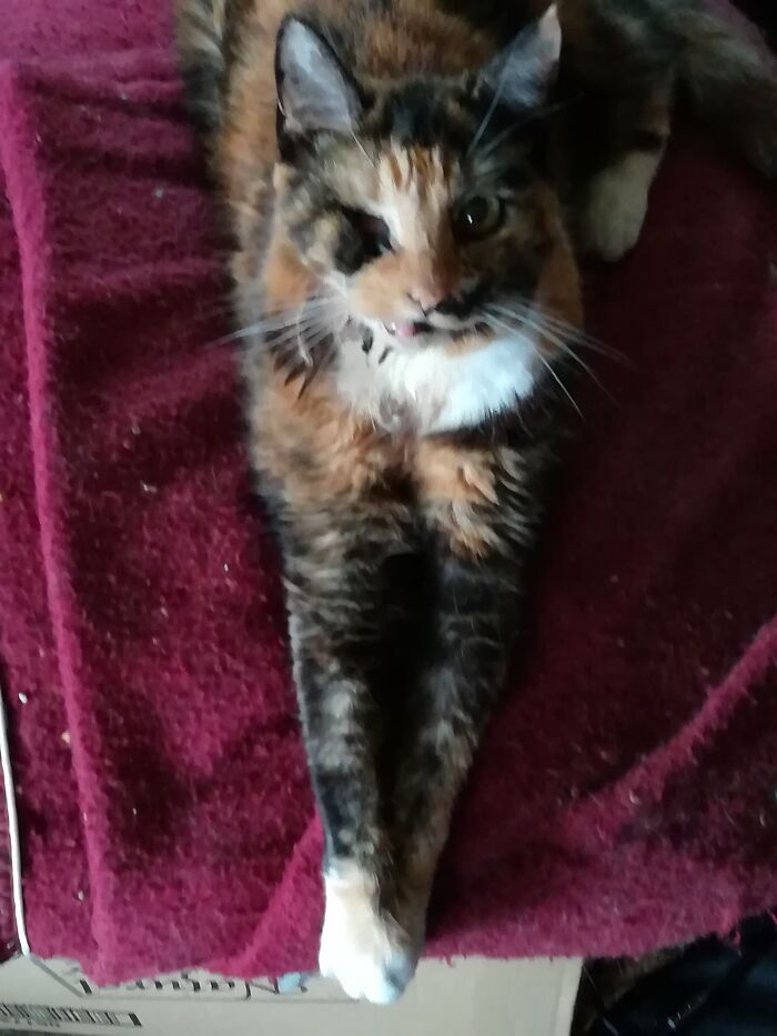 Hey Pandas, Share The Prettiest Photo Of Your Pet (Closed) Hey Pandas, Share The Prettiest Photo Of Your Pet (Closed)