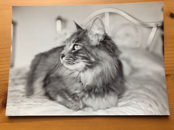 Hey Pandas, Share The Prettiest Photo Of Your Pet (Closed) Hey Pandas, Share The Prettiest Photo Of Your Pet (Closed)