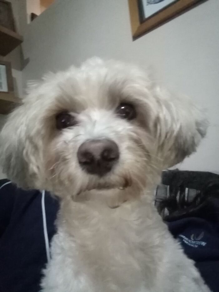 Hey Pandas, Share The Prettiest Photo Of Your Pet (Closed) Hey Pandas, Share The Prettiest Photo Of Your Pet (Closed)