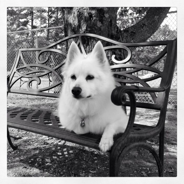 Hey Pandas, Share The Prettiest Photo Of Your Pet (Closed) Hey Pandas, Share The Prettiest Photo Of Your Pet (Closed)