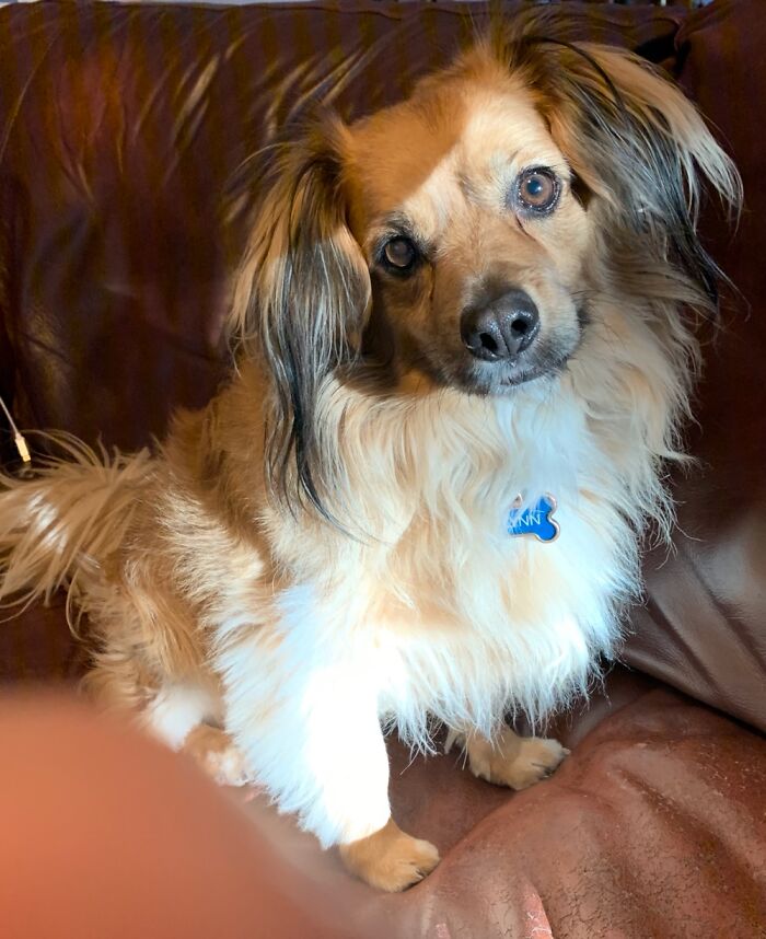 Hey Pandas, Share The Prettiest Photo Of Your Pet (Closed) Hey Pandas, Share The Prettiest Photo Of Your Pet (Closed)