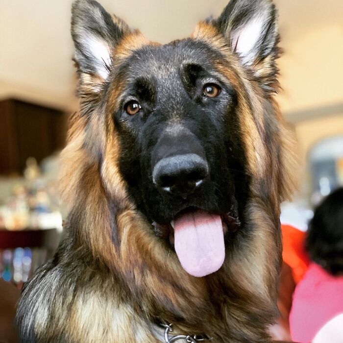 Hey Pandas, Share The Prettiest Photo Of Your Pet (Closed) Hey Pandas, Share The Prettiest Photo Of Your Pet (Closed)