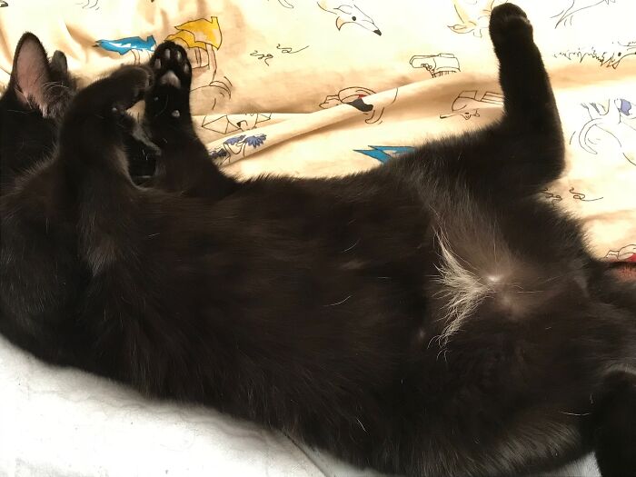 Hey Pandas, Share The Prettiest Photo Of Your Pet (Closed) Hey Pandas, Share The Prettiest Photo Of Your Pet (Closed)