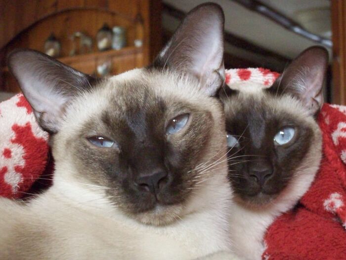 Hey Pandas, Share The Prettiest Photo Of Your Pet (Closed) Hey Pandas, Share The Prettiest Photo Of Your Pet (Closed)