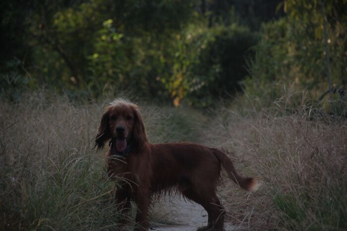 Hey Pandas, Share The Prettiest Photo Of Your Pet (Closed) Hey Pandas, Share The Prettiest Photo Of Your Pet (Closed)