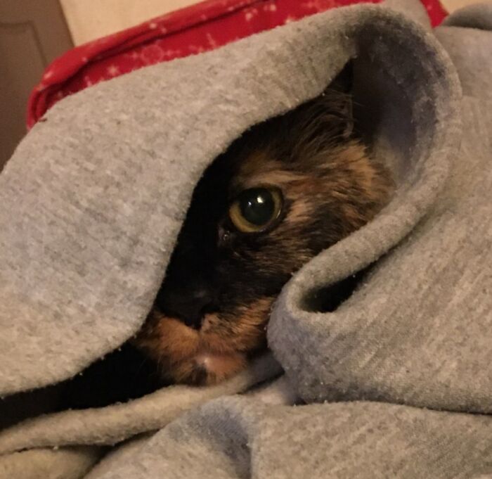 Hey Pandas, Share The Prettiest Photo Of Your Pet (Closed) Hey Pandas, Share The Prettiest Photo Of Your Pet (Closed)