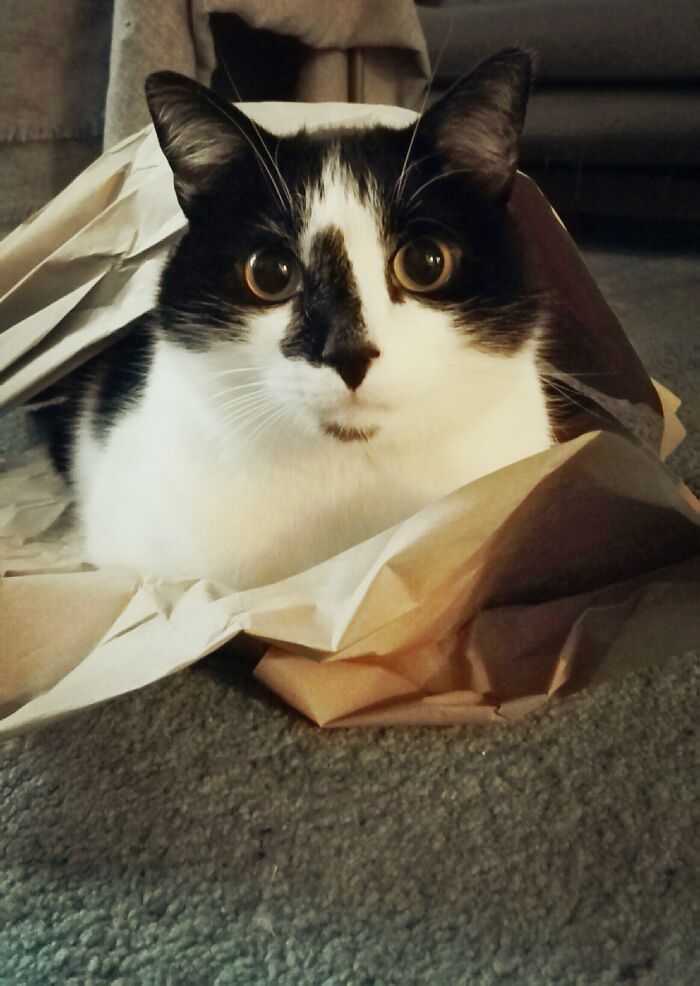 Hey Pandas, Share The Prettiest Photo Of Your Pet (Closed) Hey Pandas, Share The Prettiest Photo Of Your Pet (Closed)