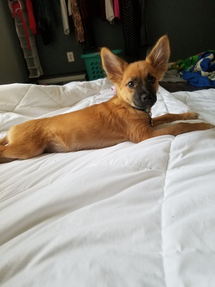 Hey Pandas, Share The Prettiest Photo Of Your Pet (Closed) Hey Pandas, Share The Prettiest Photo Of Your Pet (Closed)