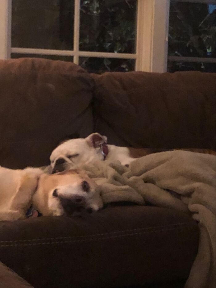 Hey Pandas, Share The Prettiest Photo Of Your Pet (Closed) Hey Pandas, Share The Prettiest Photo Of Your Pet (Closed)