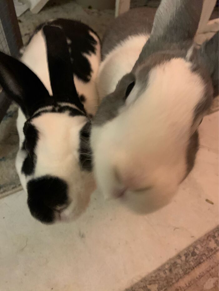 Hey Pandas, Share The Prettiest Photo Of Your Pet (Closed) Hey Pandas, Share The Prettiest Photo Of Your Pet (Closed)