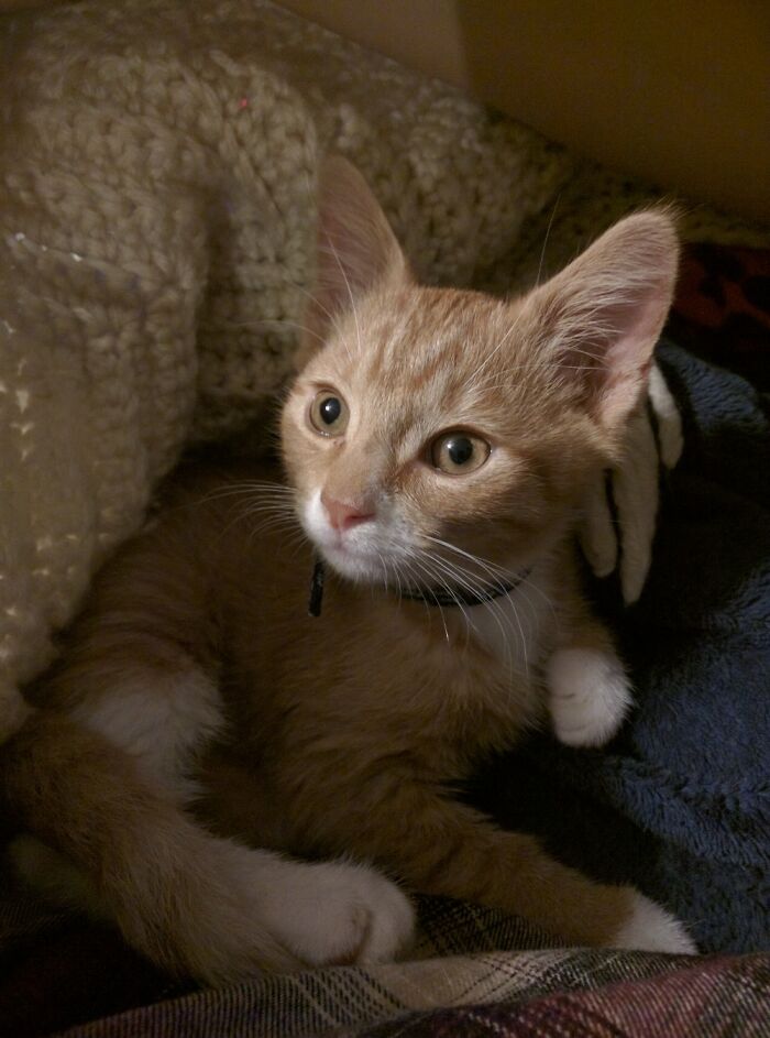 Hey Pandas, Share The Prettiest Photo Of Your Pet (Closed) Hey Pandas, Share The Prettiest Photo Of Your Pet (Closed)