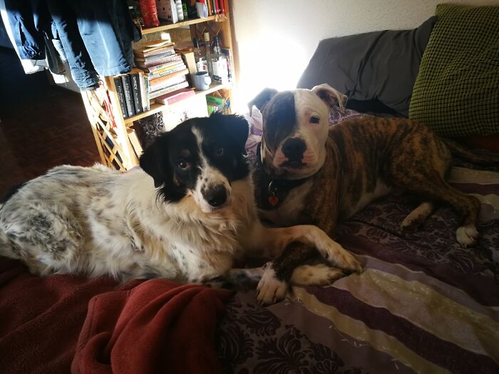 Hey Pandas, Share The Prettiest Photo Of Your Pet (Closed) Hey Pandas, Share The Prettiest Photo Of Your Pet (Closed)