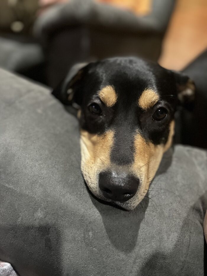 Hey Pandas, Share The Prettiest Photo Of Your Pet (Closed) Hey Pandas, Share The Prettiest Photo Of Your Pet (Closed)