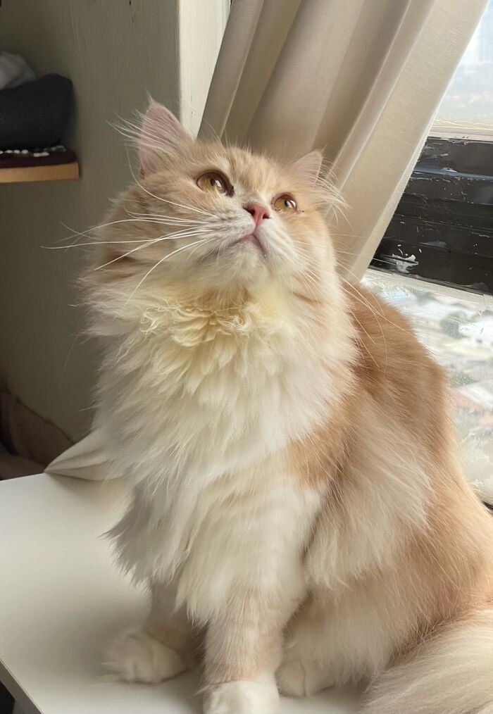 Hey Pandas, Share The Prettiest Photo Of Your Pet (Closed) Hey Pandas, Share The Prettiest Photo Of Your Pet (Closed)