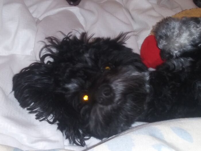 Hey Pandas, Share The Prettiest Photo Of Your Pet (Closed) Hey Pandas, Share The Prettiest Photo Of Your Pet (Closed)