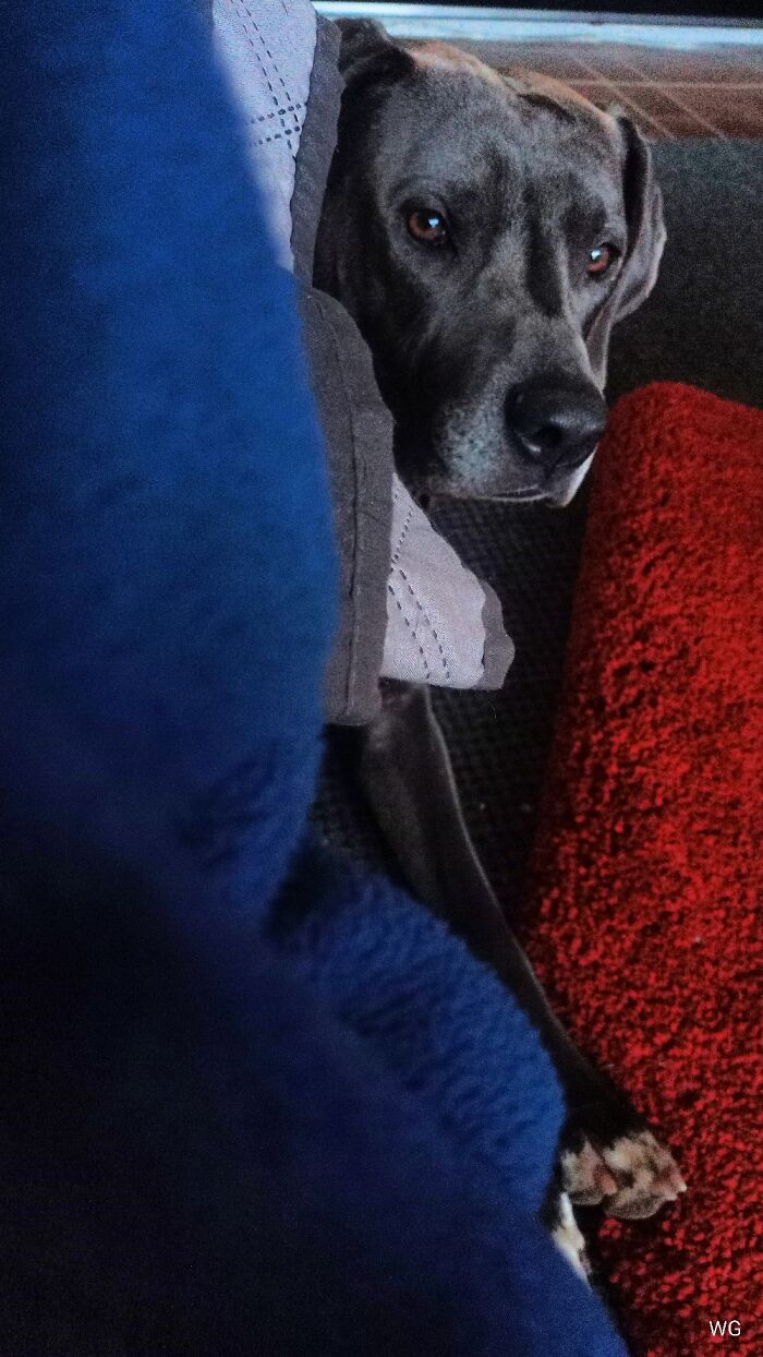 Hey Pandas, Share The Prettiest Photo Of Your Pet (Closed) Hey Pandas, Share The Prettiest Photo Of Your Pet (Closed)