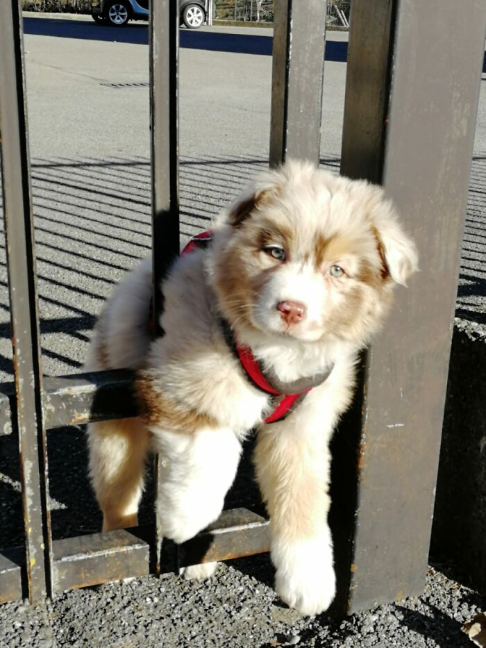 Hey Pandas, Share The Prettiest Photo Of Your Pet (Closed) Hey Pandas, Share The Prettiest Photo Of Your Pet (Closed)