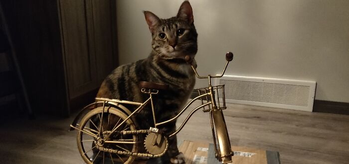 Hey Pandas, Share The Prettiest Photo Of Your Pet (Closed) Hey Pandas, Share The Prettiest Photo Of Your Pet (Closed)