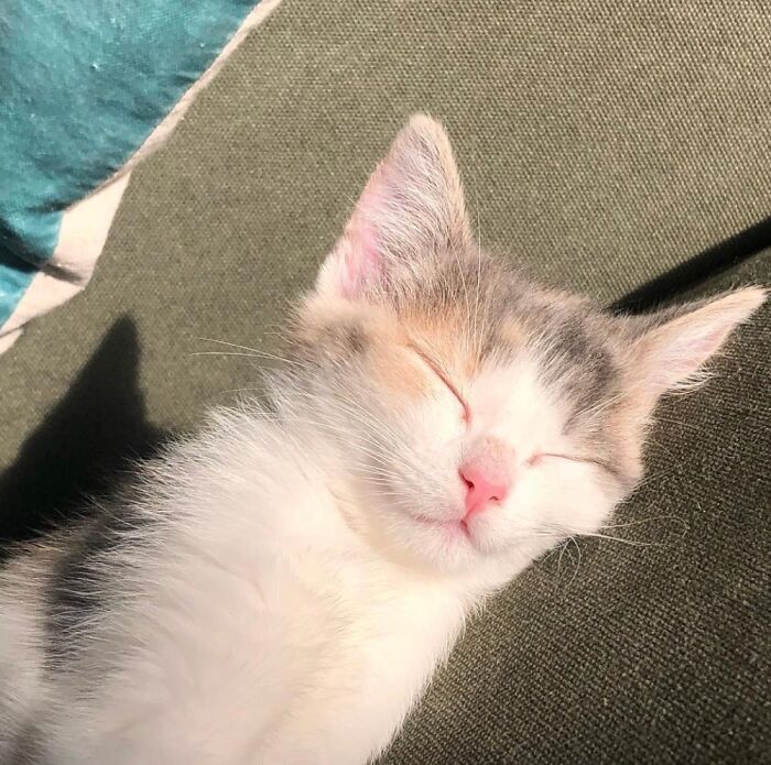 Hey Pandas, Share The Prettiest Photo Of Your Pet (Closed) Hey Pandas, Share The Prettiest Photo Of Your Pet (Closed)