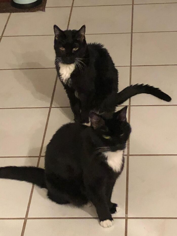 Hey Pandas, Share The Prettiest Photo Of Your Pet (Closed) Hey Pandas, Share The Prettiest Photo Of Your Pet (Closed)