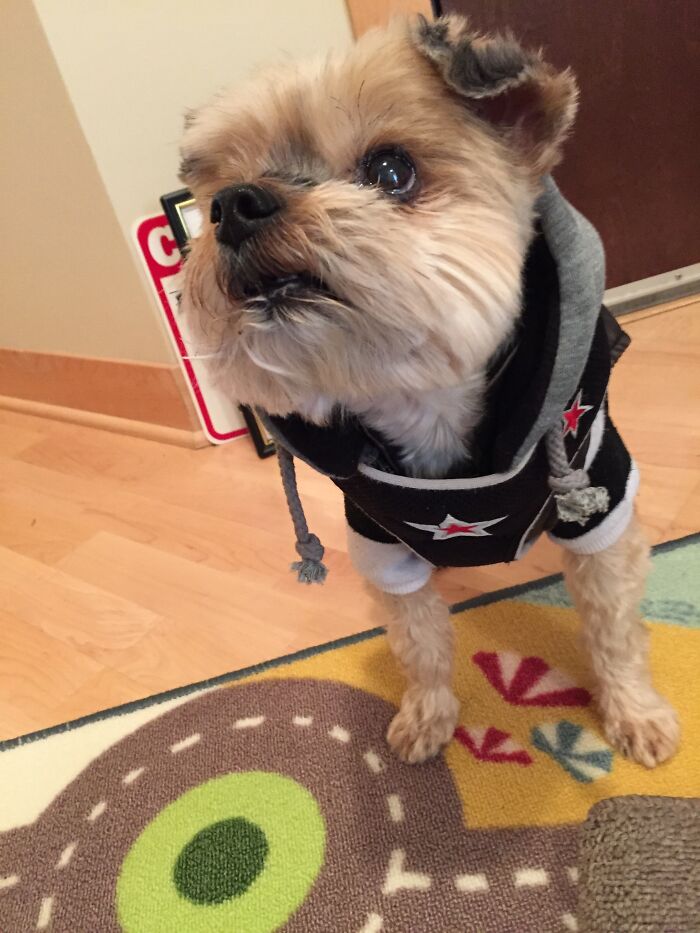 Hey Pandas, Share The Prettiest Photo Of Your Pet (Closed) Hey Pandas, Share The Prettiest Photo Of Your Pet (Closed)