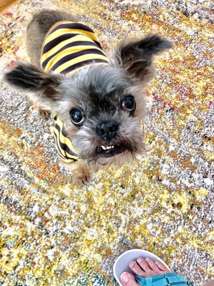 Hey Pandas, Share The Prettiest Photo Of Your Pet (Closed) Hey Pandas, Share The Prettiest Photo Of Your Pet (Closed)