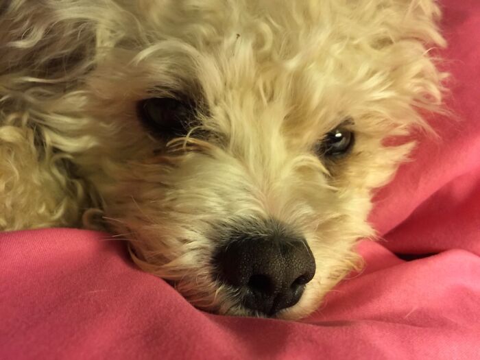 Hey Pandas, Share The Prettiest Photo Of Your Pet (Closed) Hey Pandas, Share The Prettiest Photo Of Your Pet (Closed)