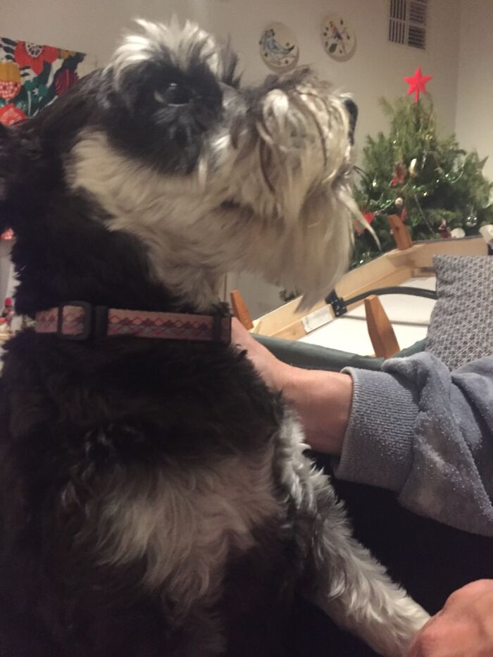 Hey Pandas, Share The Prettiest Photo Of Your Pet (Closed) Hey Pandas, Share The Prettiest Photo Of Your Pet (Closed)