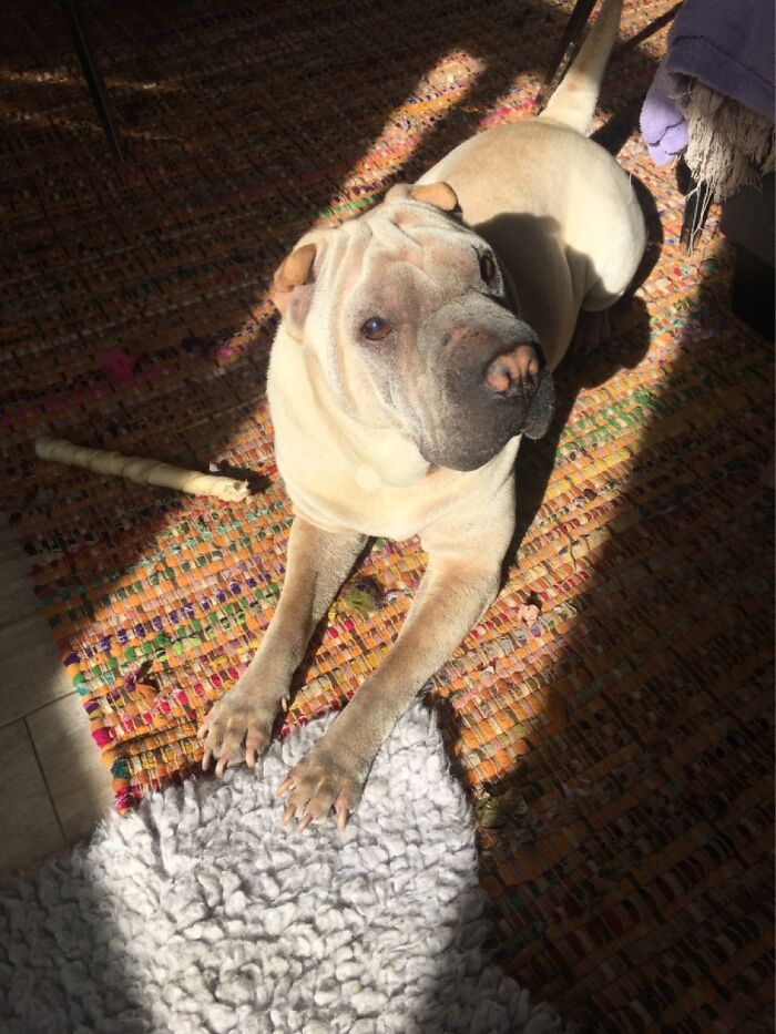 Hey Pandas, Share The Prettiest Photo Of Your Pet (Closed) Hey Pandas, Share The Prettiest Photo Of Your Pet (Closed)