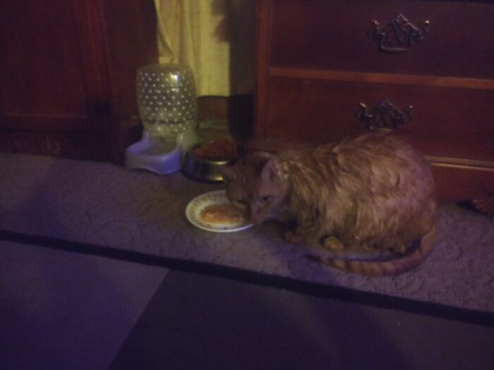 Hey Pandas, Share The Prettiest Photo Of Your Pet (Closed) Hey Pandas, Share The Prettiest Photo Of Your Pet (Closed)